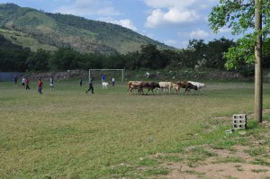 Futball with Cows